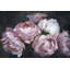 " Dramatic Bloom "-1669699178