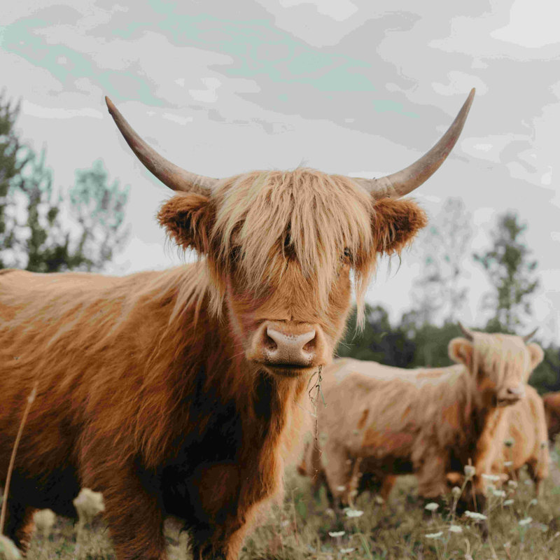 The Furry Highland Cow - Photographie sur toile tendue, H 30 po x l 30 po, Non, Cadre flottant érable