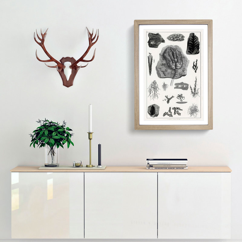 Collection of Fossils II by Oliver Goldsmith - Framed Print, Oak Framed, 65cm H x 48cm W x 2cm D