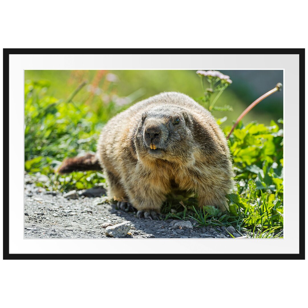 Gerahmtes Poster Kleiner Biber im Gras