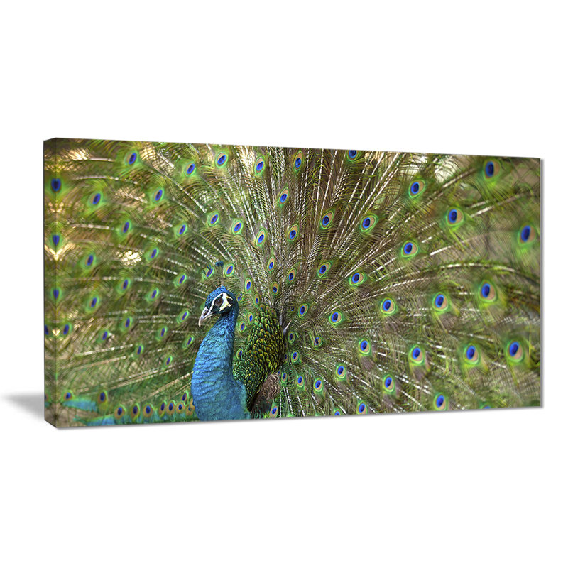 «Beautiful Peacock with Feathers», reproduction de peinture à l'huile sur toile, H 20 po x l 40 po x P 1po