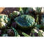 Staub Ceramic 16-oz Petite Artichoke Cocotte