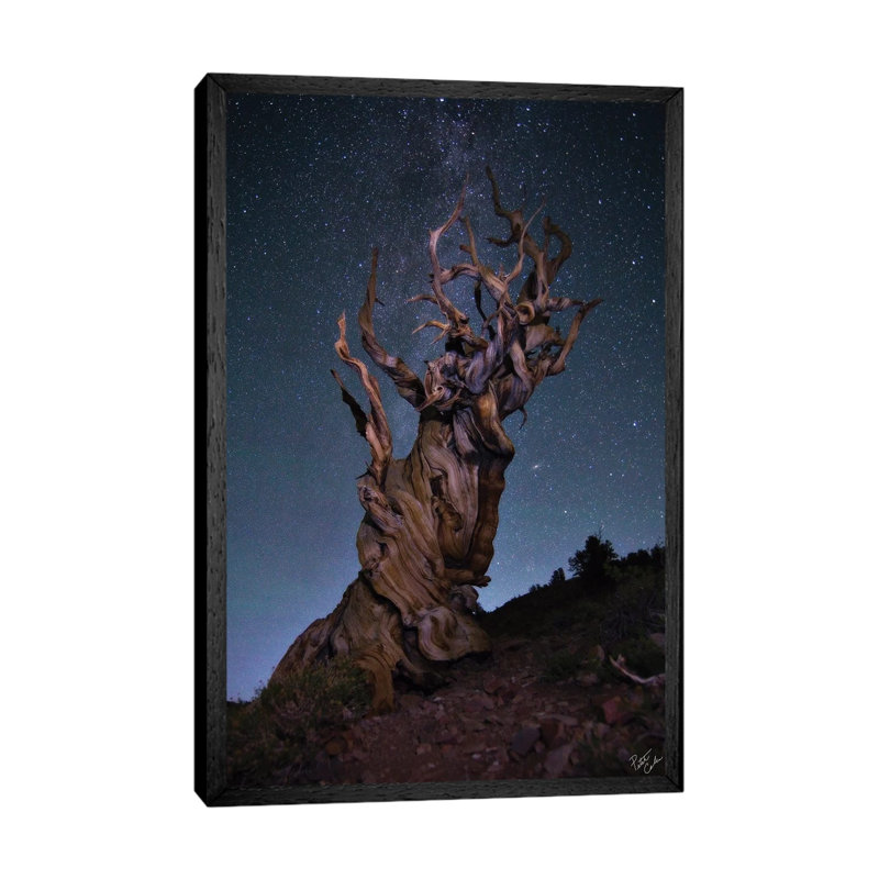 Bristlecone Ballet by Peter Coskun - Floater Frame Gallery-Wrapped Canvas Giclée on Canvas, Black Framed Canvas