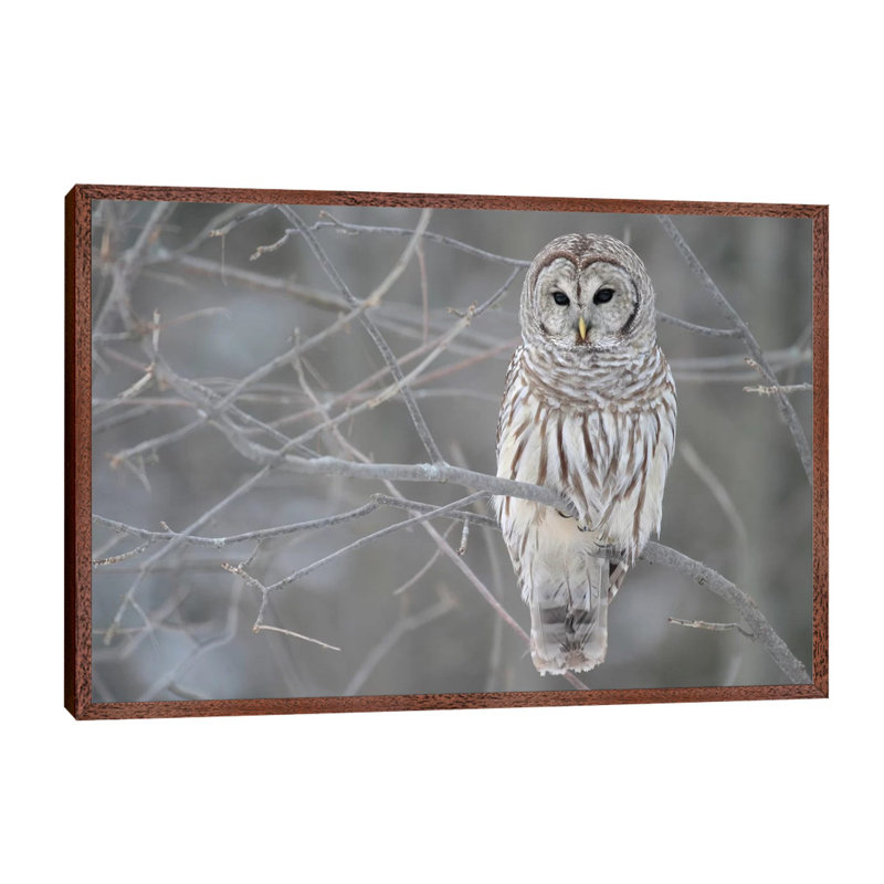 Barred Owl on Branches 1 Piece Floater Frame Wall Art on Canvas, 66.04 cm H x 45.72 cm W, Brown Framed