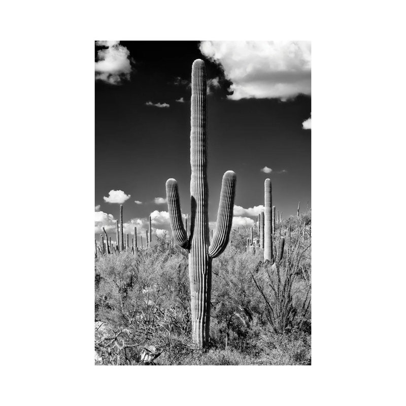 Série noire Arizona - Cactus Saguaro II-PHD1491, H 12 po x l 8 po x P 0,75 po