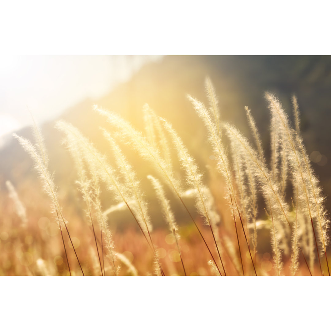 Leinwandbild Mission Grass Backlitght Glow Against the Sunlight von Momnoi