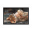 «Lion Cub on Back» par David Stribble - impression sur toile tendue-33109534-72409146-72409149