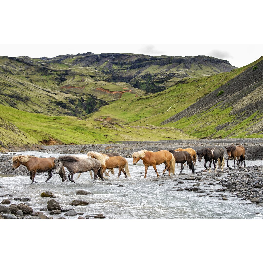 Leinwandbild Collection Of Horses II von Phburchett