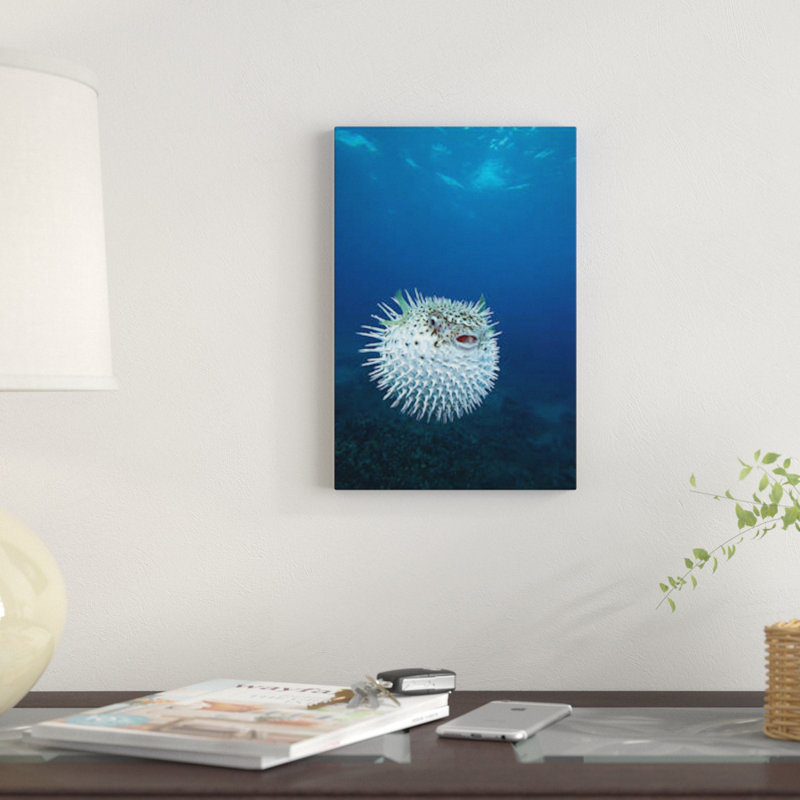 A Spotted Porcupinefish (Diodon Hystrix), Maui, Hawaii by VWPics - Gallery-Wrapped Canvas Giclée on Canvas, Wrapped Canvas