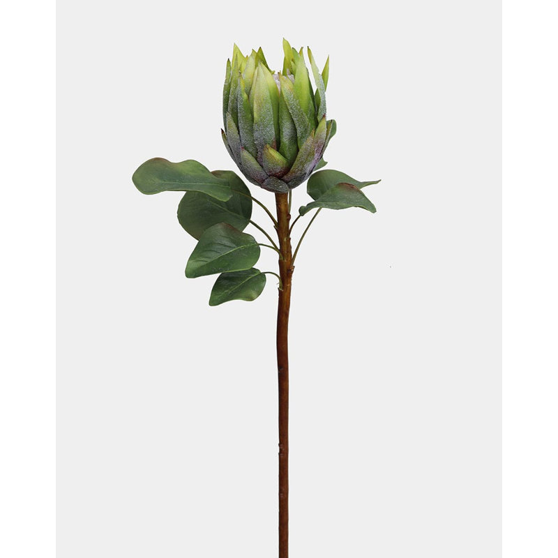 Protea Green King 23,5 po, Green