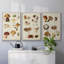" Mushroom Species I " 3 - Pieces-91891186-91891189