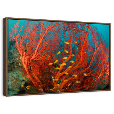 Fire Coral