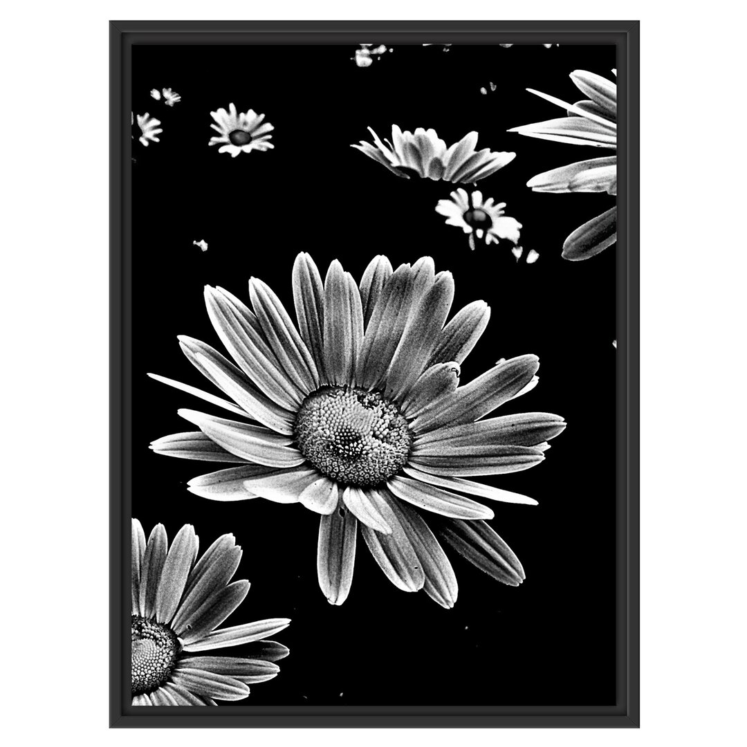 Gerahmtes Wandbild Dark Margeriten Blüten