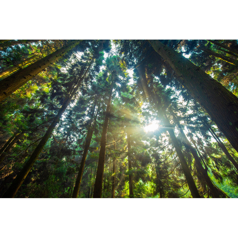 Sunlight Through Tree Forest by Xijian - Wrapped Canvas Print, 51cm H x 76cm W