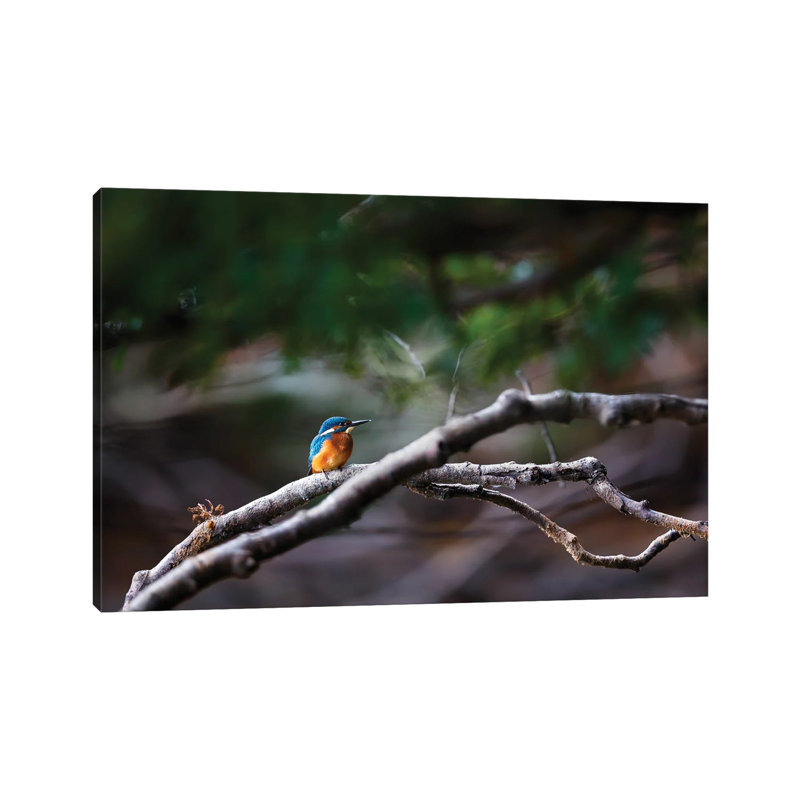 Kingfisher by Mateusz Piesiak - Wrapped Canvas Print, 20.32 cm H x 30.48 cm W