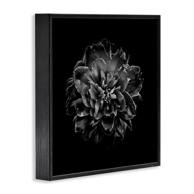  Œillet foncé sur estampe numérique par Brian Carson, H 17 po x l 17 po, Giclée encadrée noir minuit