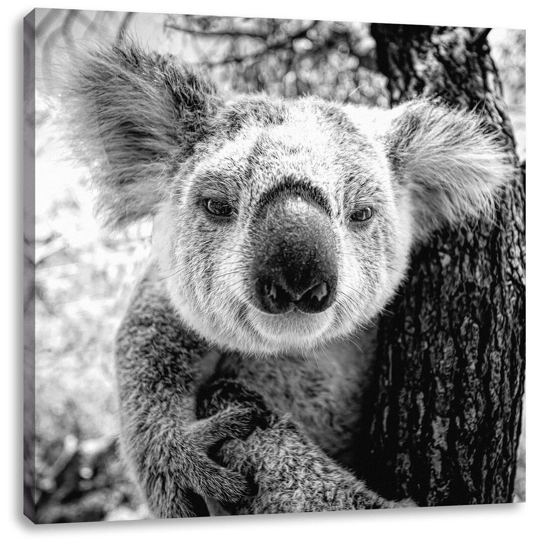 Leinwandbild Neugieriger Koala am Baum Closeup