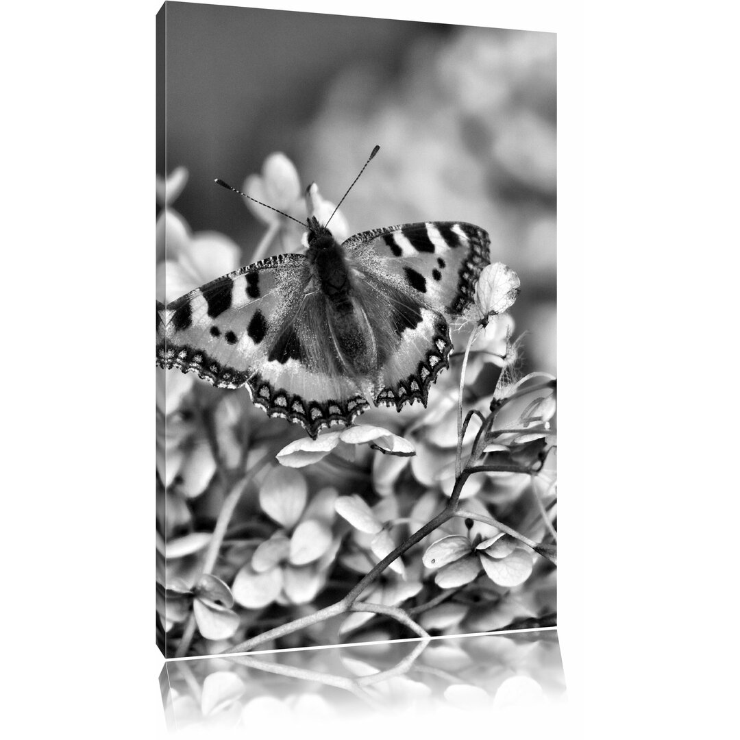 Leinwandbild Farbenfroher Schmetterling auf weißen Blüten in Monochrom