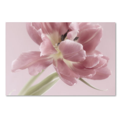« doux rose tulipe », reproduction de photo sur toile tendue