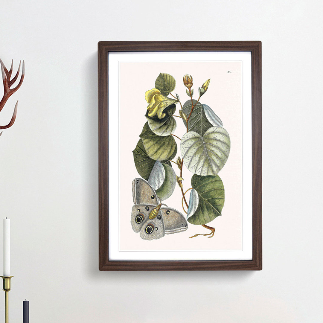 Butterfly & Mano Tree by Mark Catesby - Picture Frame Painting Print