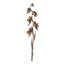 Star Pod Plant-1696371432