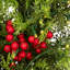 Décoration de Noël pour texte et chiffres