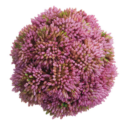 Decorative Sedum Balls (Set of 3), Pink