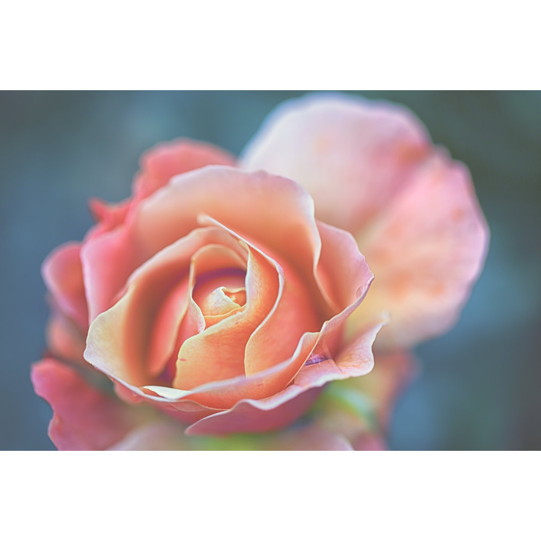 Gartenrose von Rike_ - Druck