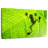 Brampt Frog Leaf Shadow-108912766