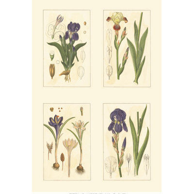 Miniature Botanicals I by Strum Flora C. 1904 - Wrapped Canvas Art Prints