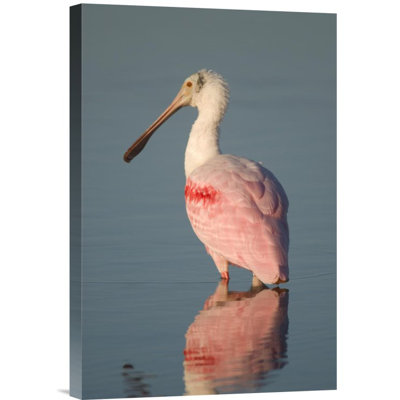 " Roseate Spoonbill "