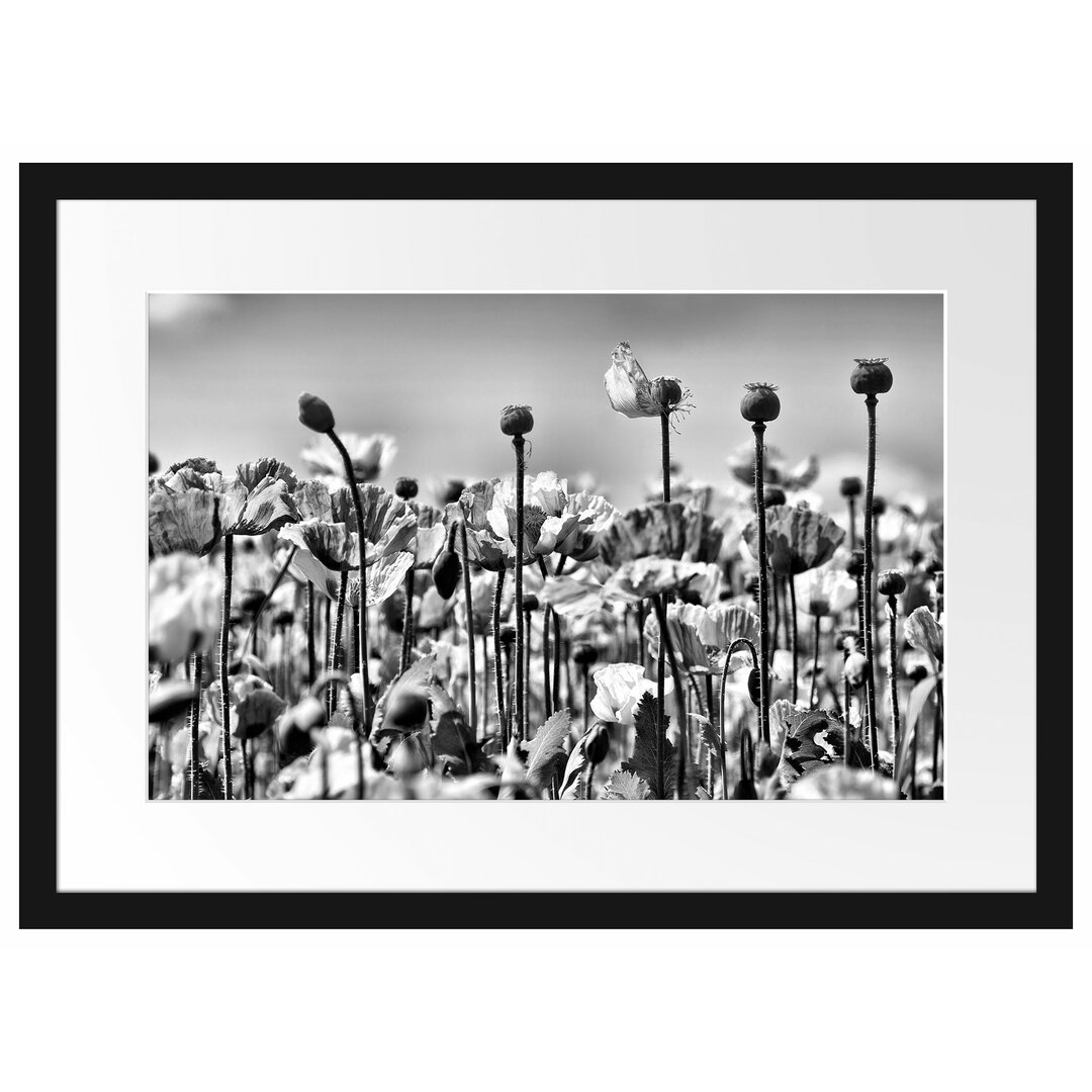 Gerahmtes Poster Blumenwiese Mohnblumen