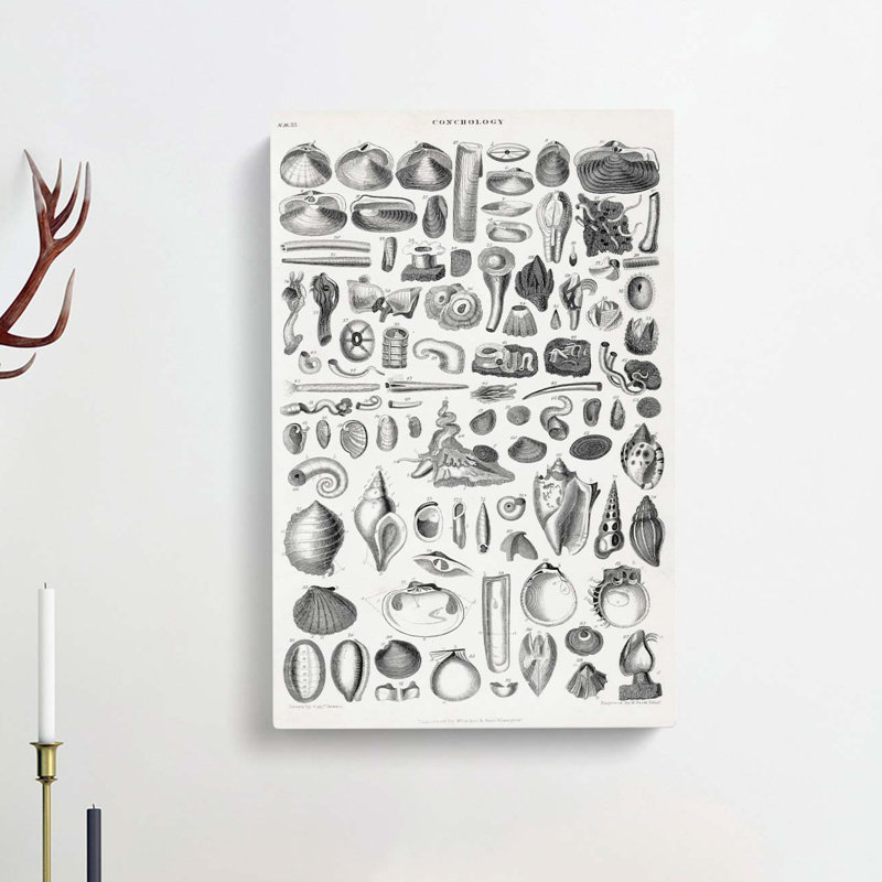 Study Of Mollusc Shells by Oliver Goldsmith - Wrapped Canvas Print, 91cm H x 60cm W x 3cm D