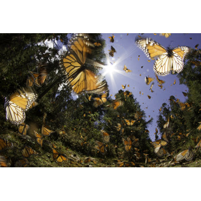 " Monarch Butterfly "