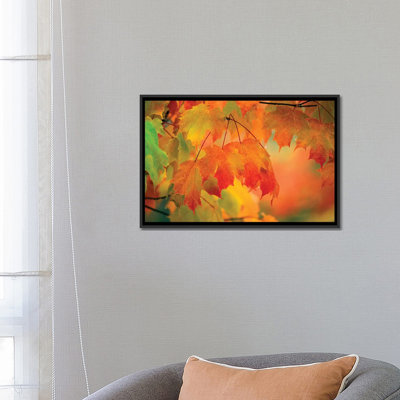 " Autumn Maple Leaves Covered In Rain " by Nancy Rotenberg