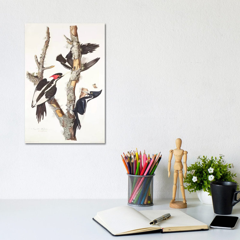 Ivory-billed Woodpecker, 1829, by John James Audubon - Wrapped Canvas Gallery-Wrapped Canvas Giclée, 20.32 cm H x 30.48 cm W