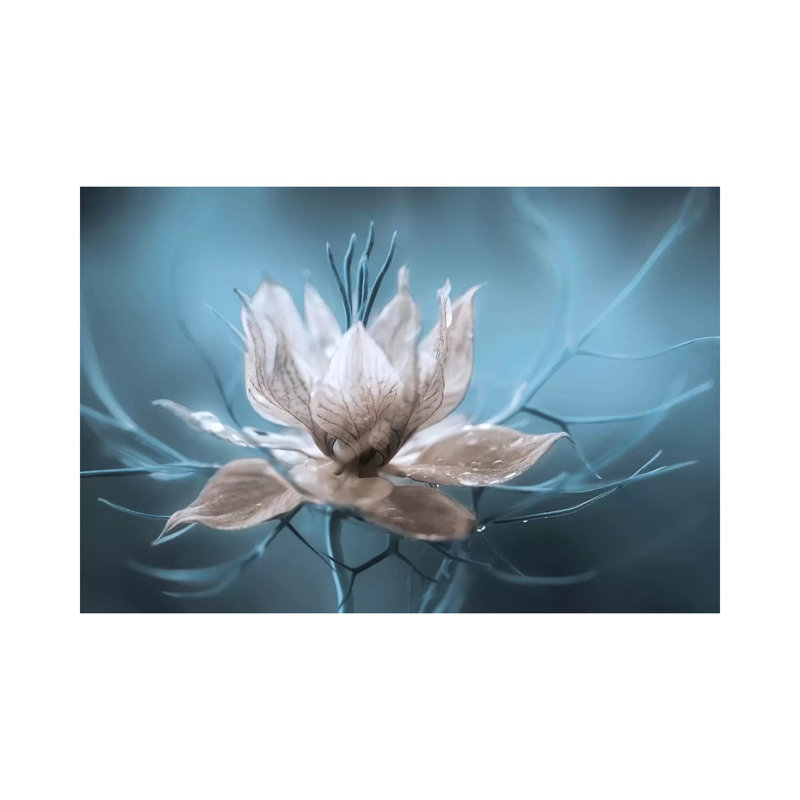«Nigella I» par Mandy Disher - reproduction de photo, Toile tendue, H 18 po x l 26 po x P 1,5 po