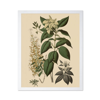 White Jasmine