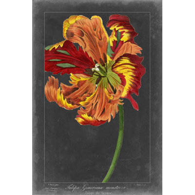 Midnight Tulip I by Vision Studio - Painting