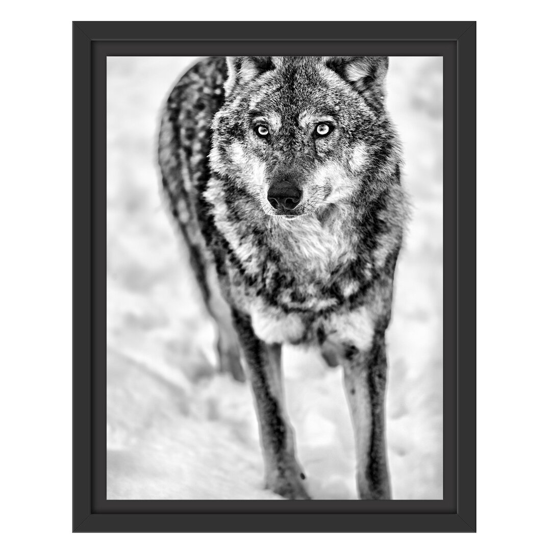 Gerahmtes Wandbild Wolf in Schneelandschaft