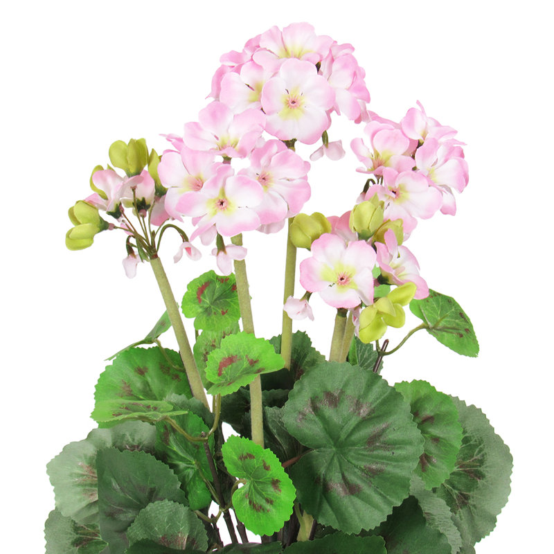 Fleur de géranium, Rose clair / vert