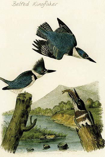 Kingfisher-1 impression d’art graphique, H 66 po x l 44 po x P 1,5 po