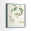 Impression encadrée botanique antique I-Premium - prête à être accrochée - aucun clou requis-1627489712-1627489726