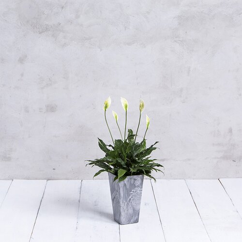 Ebern Designs Sewickly Pot Planter & Reviews | Wayfair