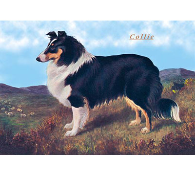 Collie de reverend hamilton