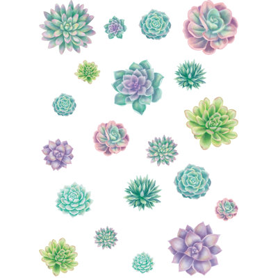 Plantes succulentes