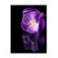 Fleur de crocus avec reflets sur toile-1086354588