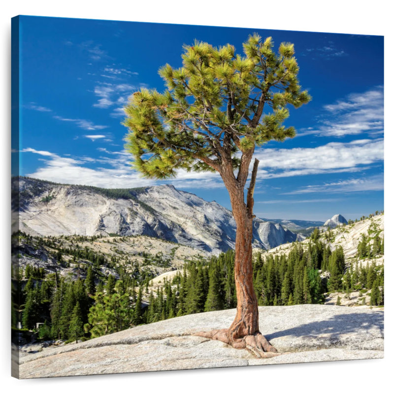 Harnek Yosemite Park Tree, 39" H x 39" W
