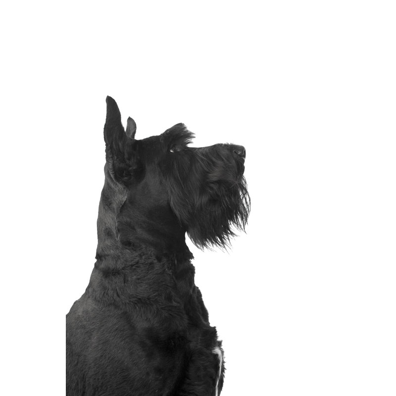 Handsome Giant Schnauzer by SusanHSmith - No Frame Art Prints on Canvas, 46cm H x 30cm W