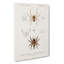 Spider Illustrations PL. 7 by Charles D Orbigny - Wrapped Canvas-55318797